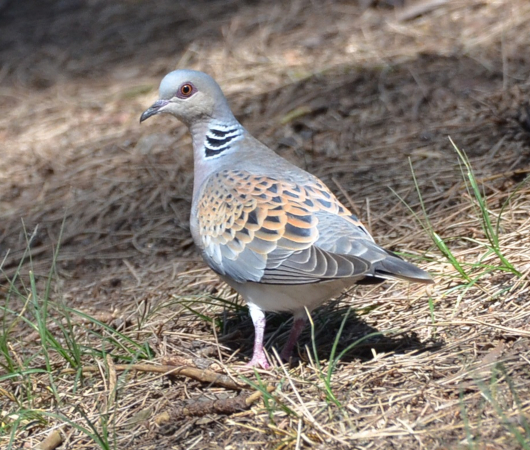 DSC 4430
