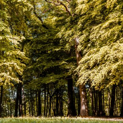 Bois Magneux