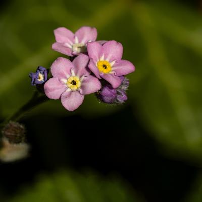 Img 0466