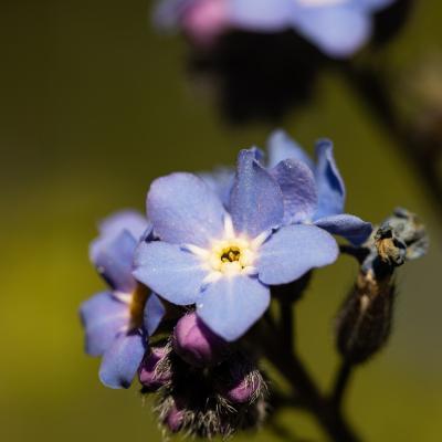 Arnophoto80 - Balade dans mon jardin
