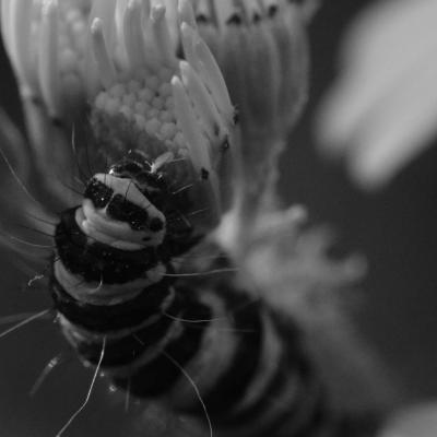 Dscf3567